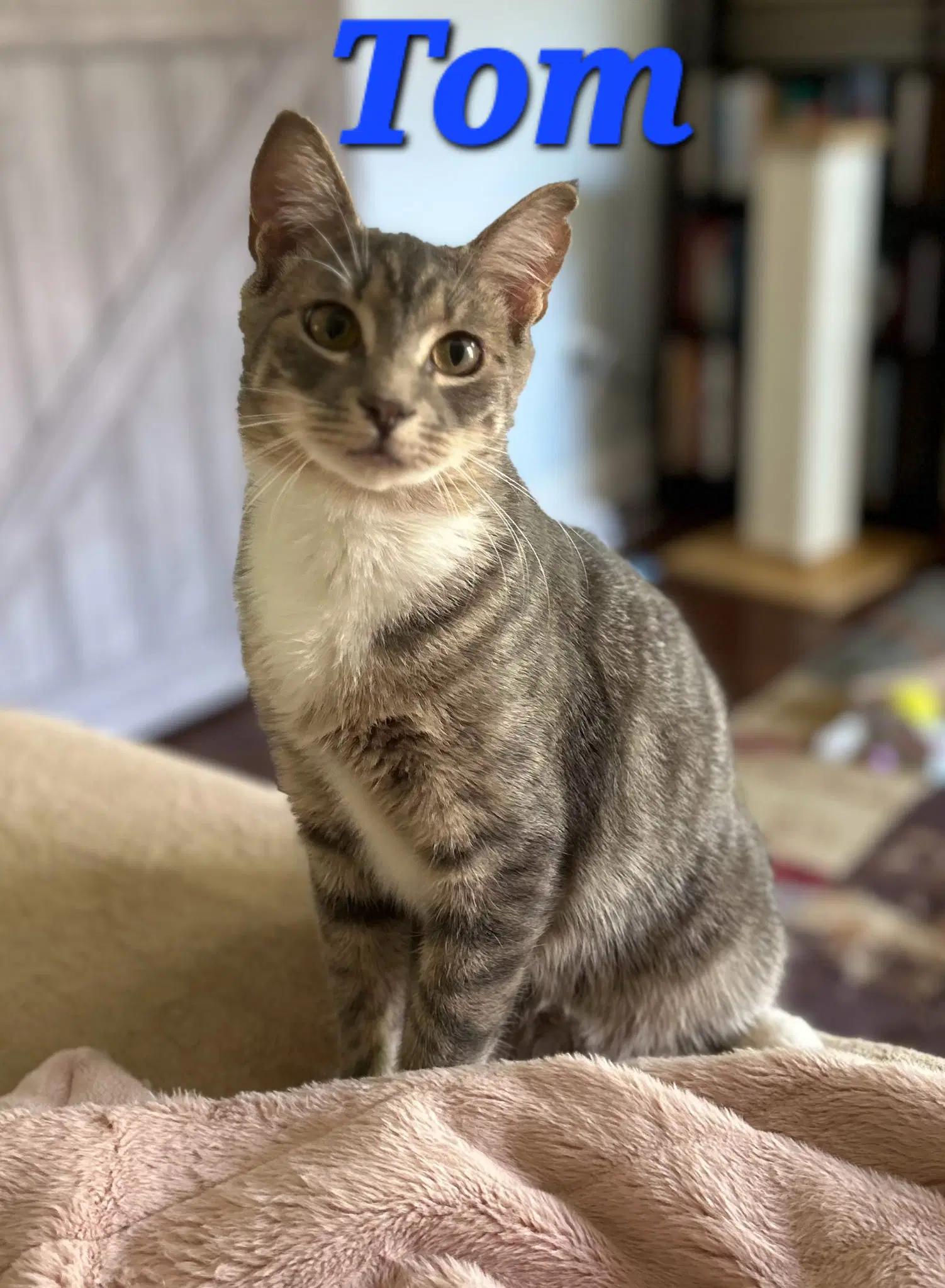 Tom - Domestic Short Hair