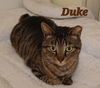 Duke