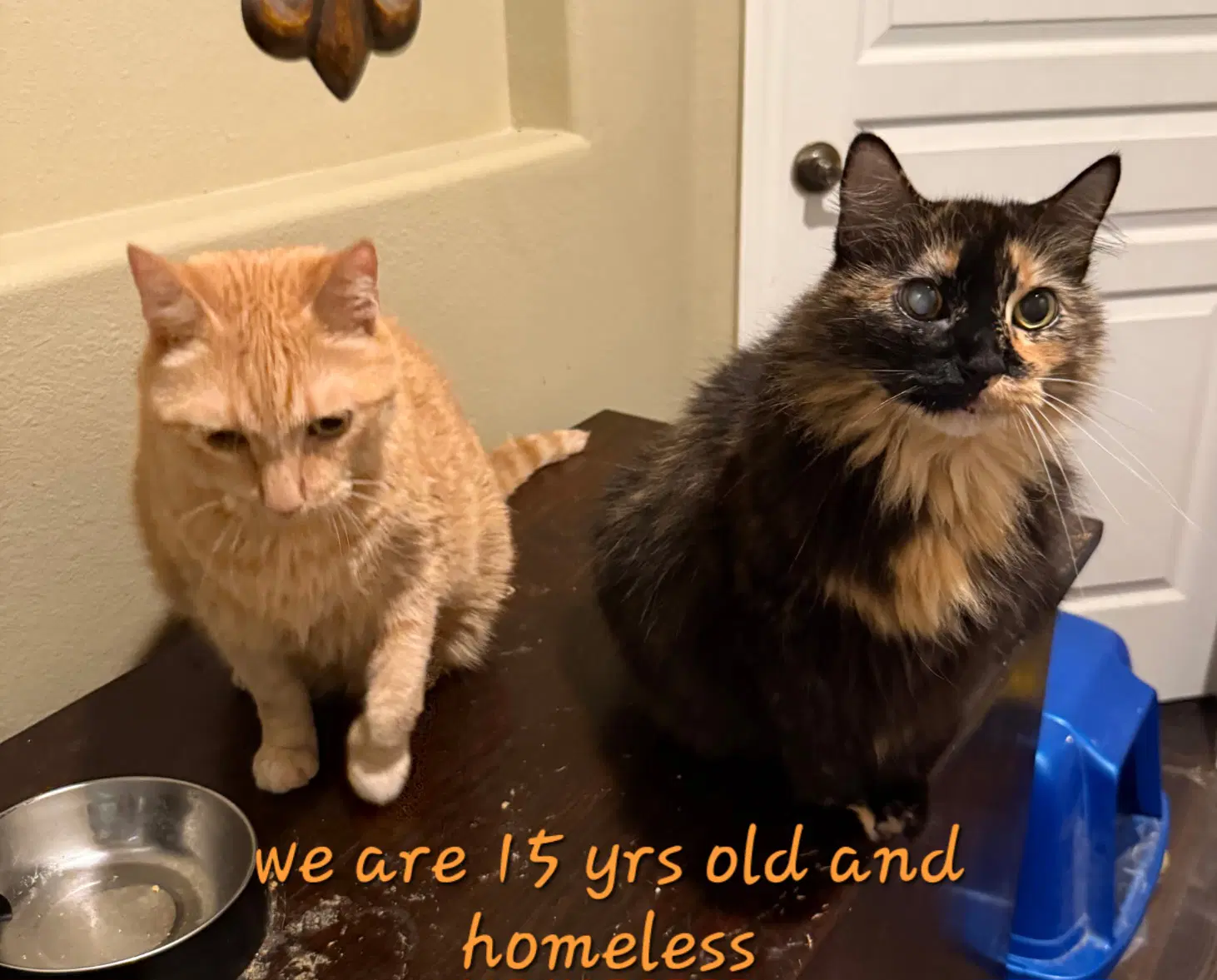 Senior Cats image 4