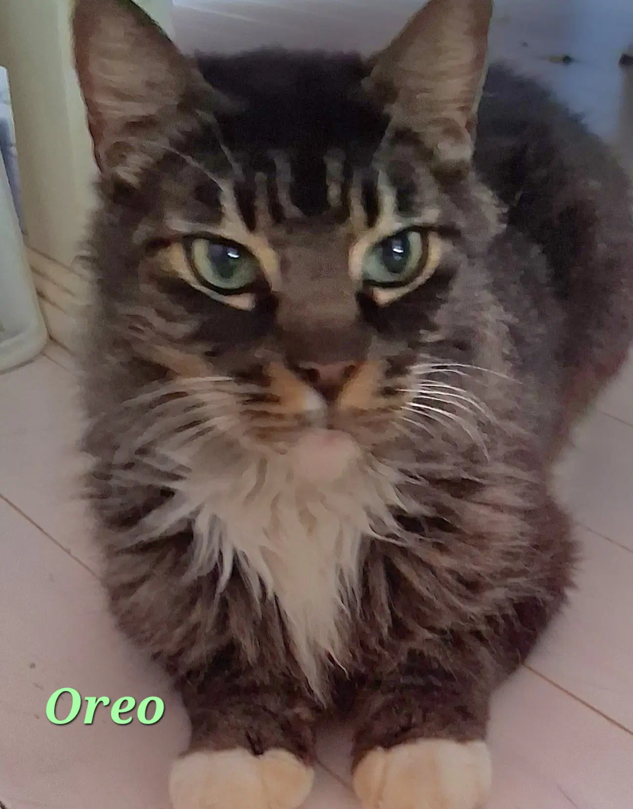 Senior Cats image 3