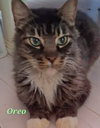 Senior Cats - Photo 1