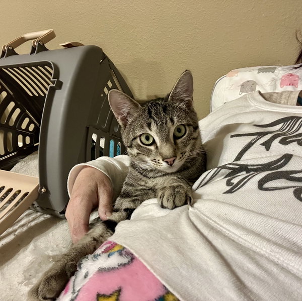 Rafa