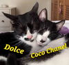 Dolce