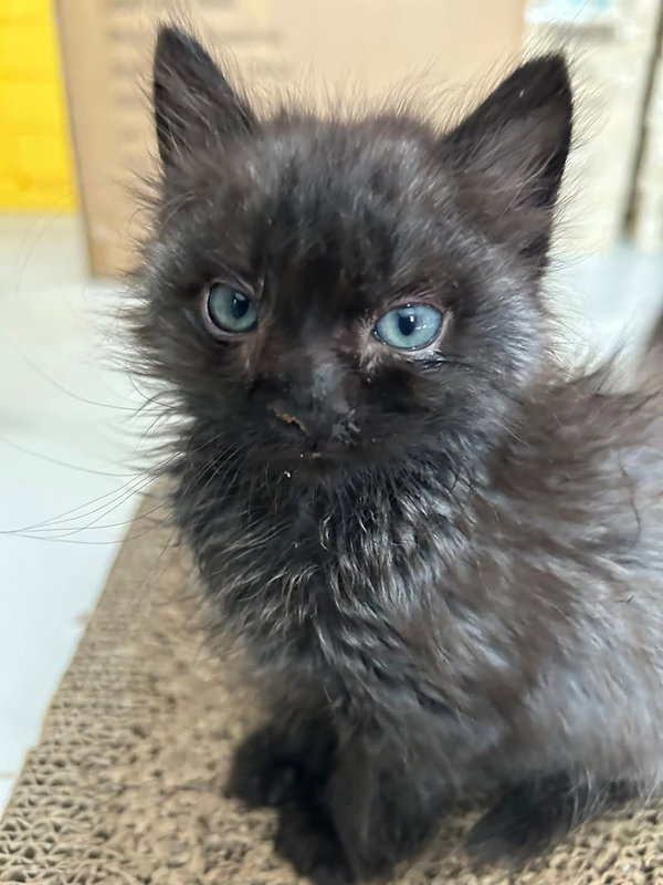 Frida