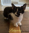 Petunia
