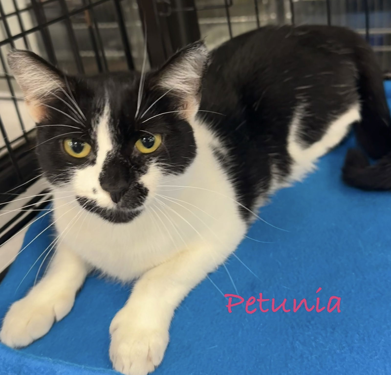 adoptable Cat in Altamonte Springs, FL named Petunia