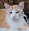Harry