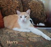 Harry