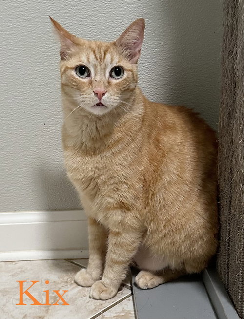 Kix, Adult Domestic Short Hair (short coat), cat for adoption in Altamonte Springs, Florida
