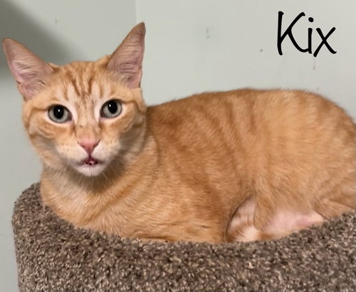 KIX - Domestic Short Hair available for adoption
