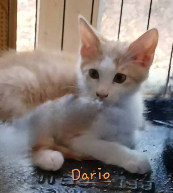 Dario