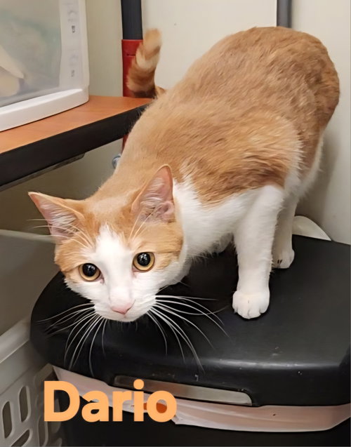 Dario, an adoptable Domestic Short Hair in Longwood, FL