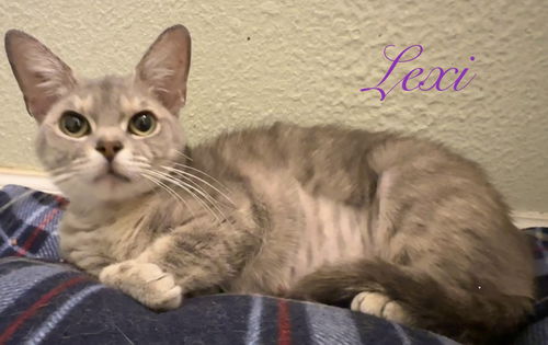 picture of the cat needing adoption