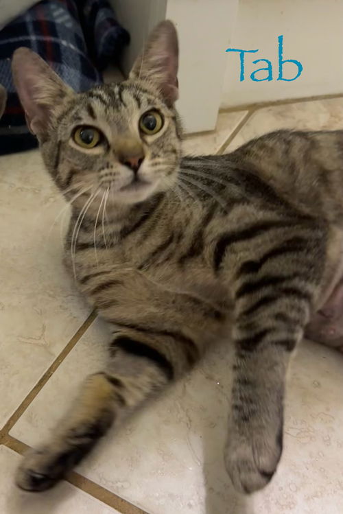 picture of the cat needing adoption