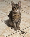 Rico