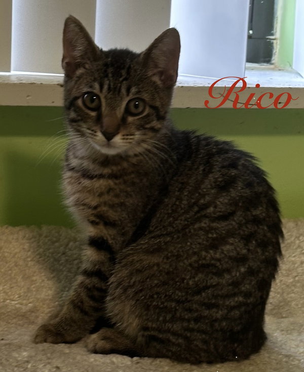 Rico