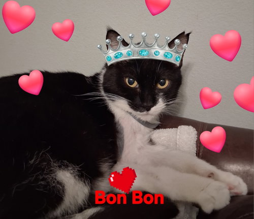 Photo 2 of Bon Bon