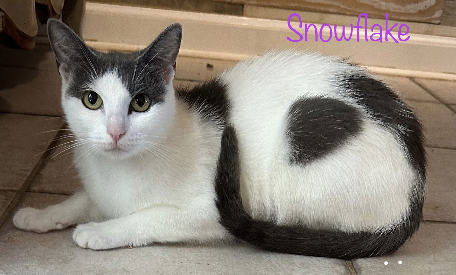 adoptable Cat in Altamonte Springs, FL named Snowflake
