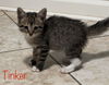 Tinker