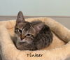 Tinker