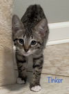 Tinker