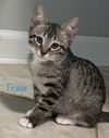 Tinker