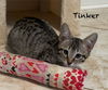 Tinker