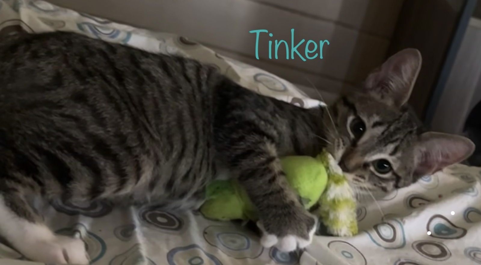 adoptable Cat in Altamonte Springs, FL named Tinker