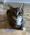 Tinker