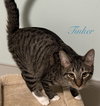 Tinker - Photo 2