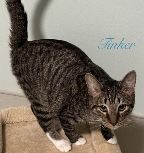 TINKER - Domestic Short Hair available for adoption