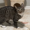 Tinker - Photo 3