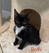 Bodhi