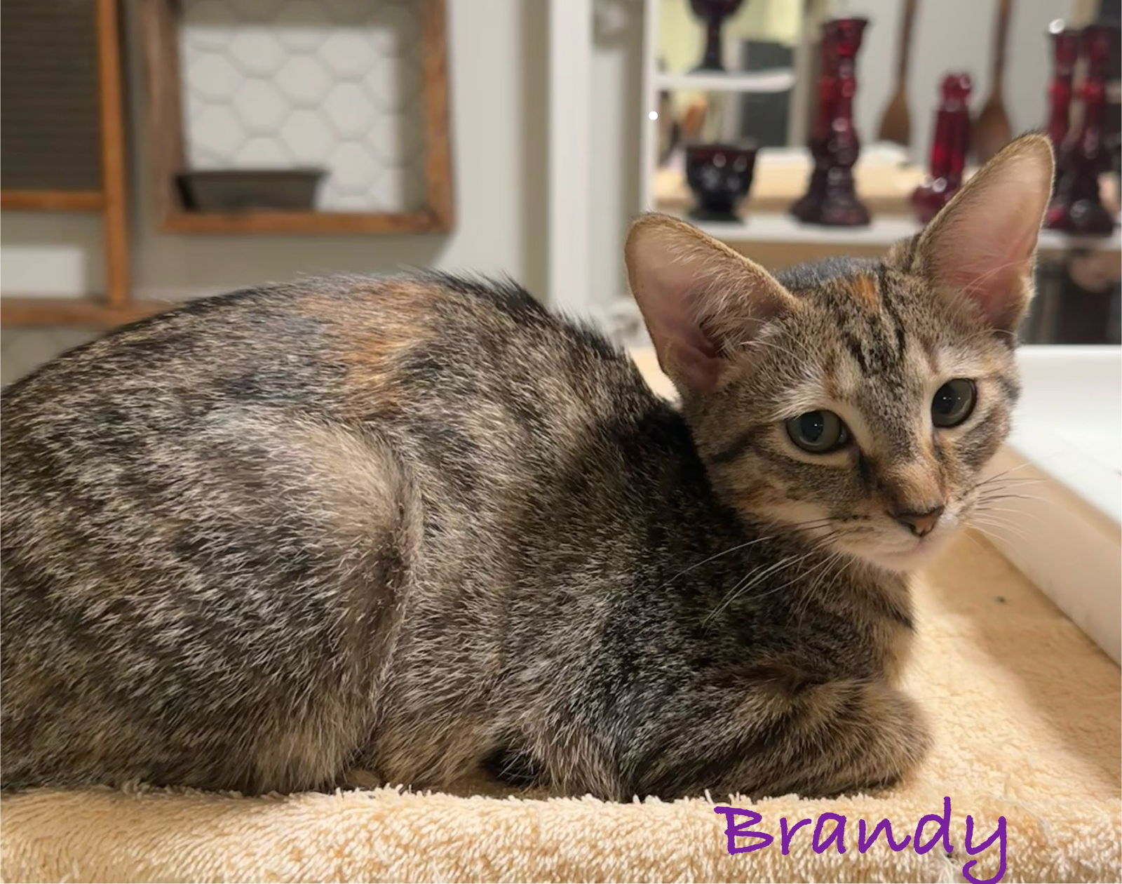 adoptable Cat in Altamonte Springs, FL named Brandy