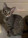 Brandy