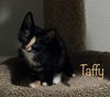 Taffy