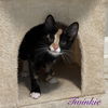 Twinkie
