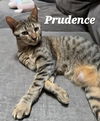 Prudence