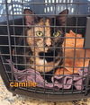 Camille