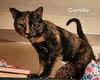 Camille