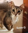 Susie Q