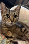 Leia