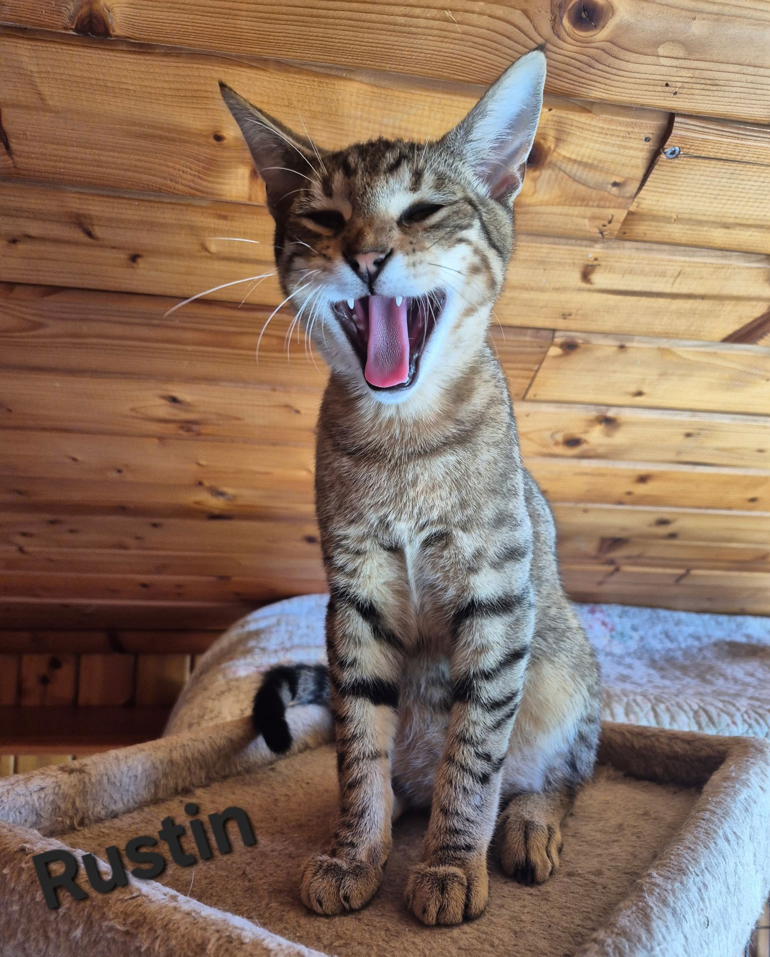 adoptable Cat in Casselberry, FL named Rustin