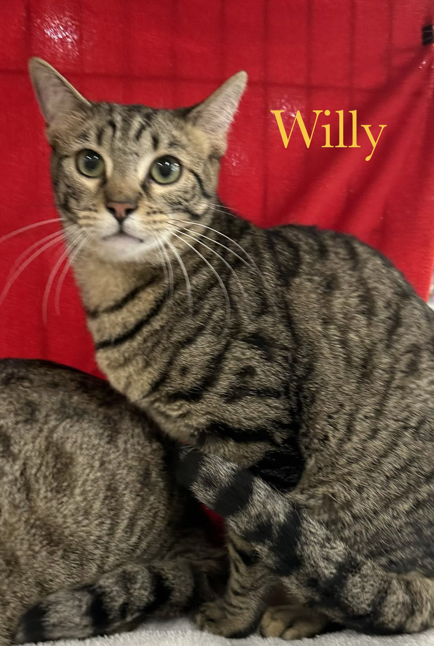 Willy