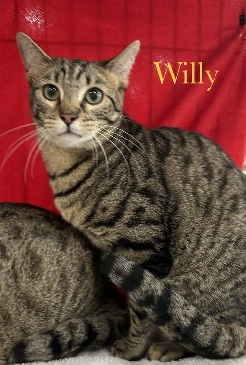 Willy, Baby Domestic Short Hair (short coat), cat for adoption in Port Orange, Florida