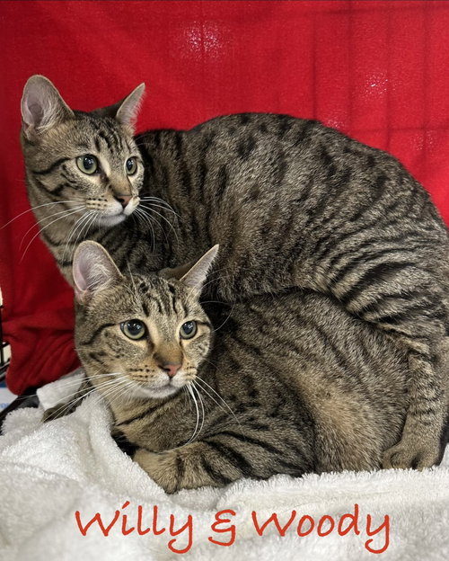 WILLY - Domestic Short Hair available for adoption