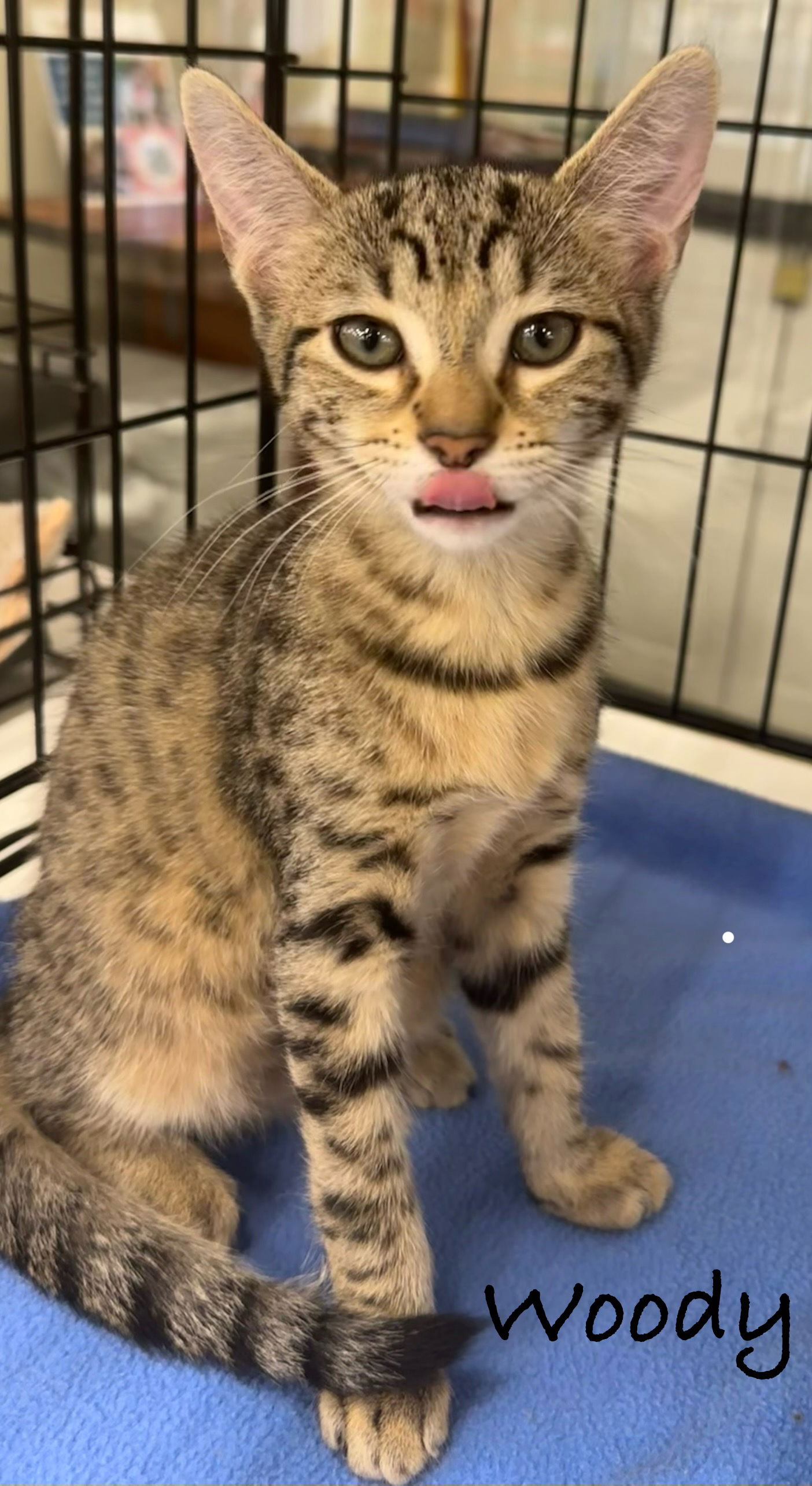 adoptable Cat in Altamonte Springs, FL named Woody