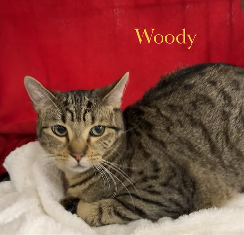Woody, Baby Domestic Short Hair (short coat), cat for adoption in Port Orange, Florida
