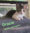 Gracie