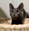 Orion